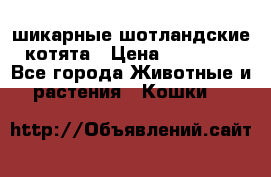 шикарные шотландские котята › Цена ­ 15 000 - Все города Животные и растения » Кошки   